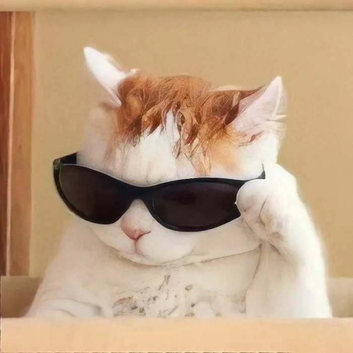 meme ngầu đeo kính