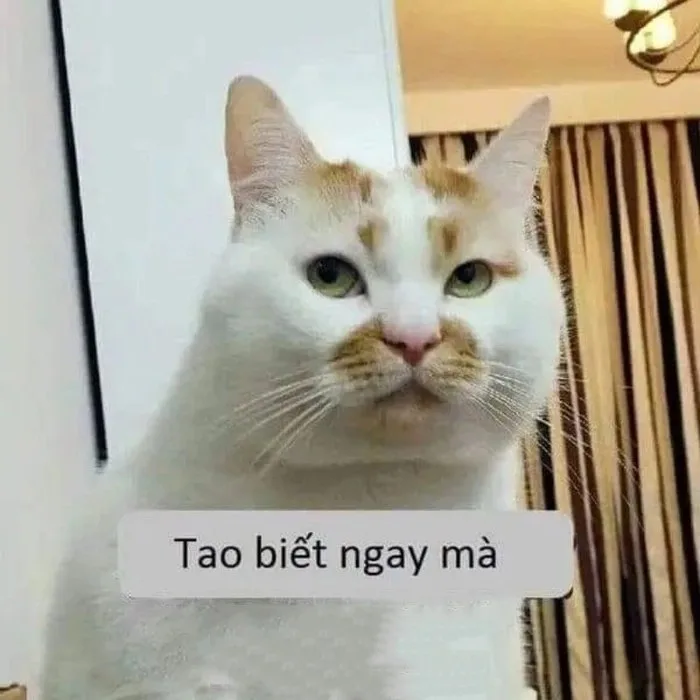 meme ngầu lòi