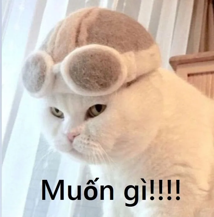 meme ngầu lòi