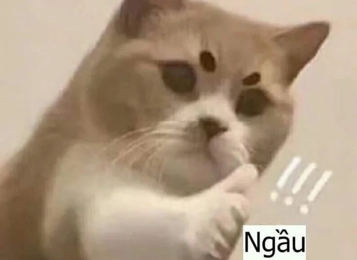 meme ngầu lòi