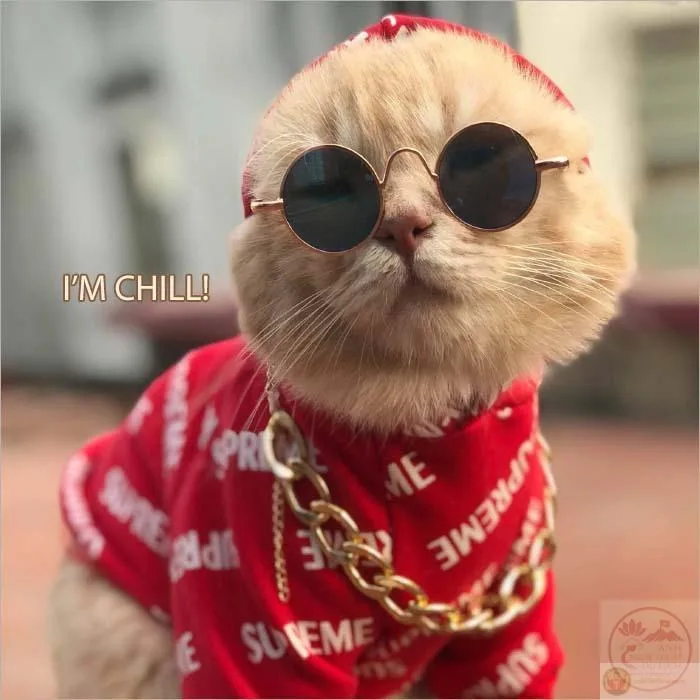 meme ngầu đeo kính