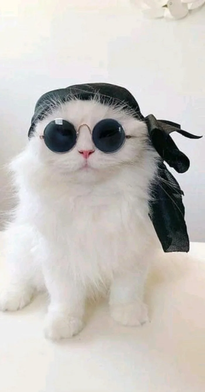 meme ngầu đeo kính