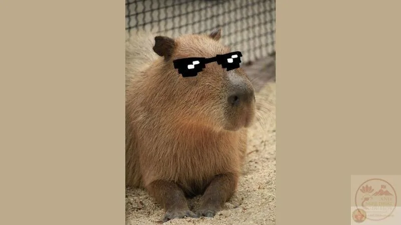 meme ngầu đeo kính