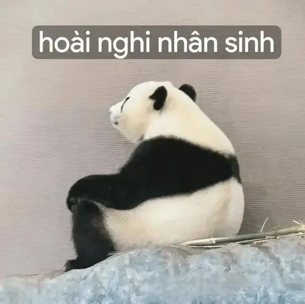 meme nghi ngờ nhân sinh
