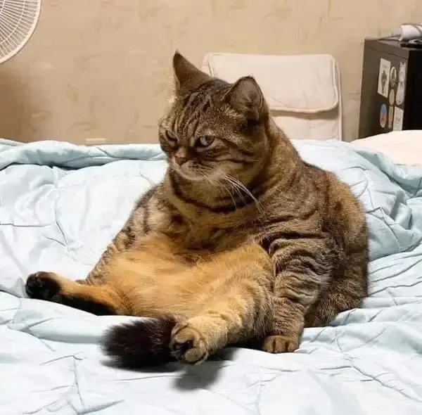 ảnh meme nghi ngờ