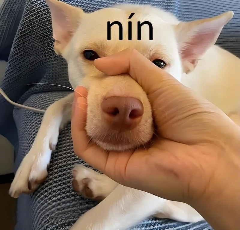 ảnh chế nín