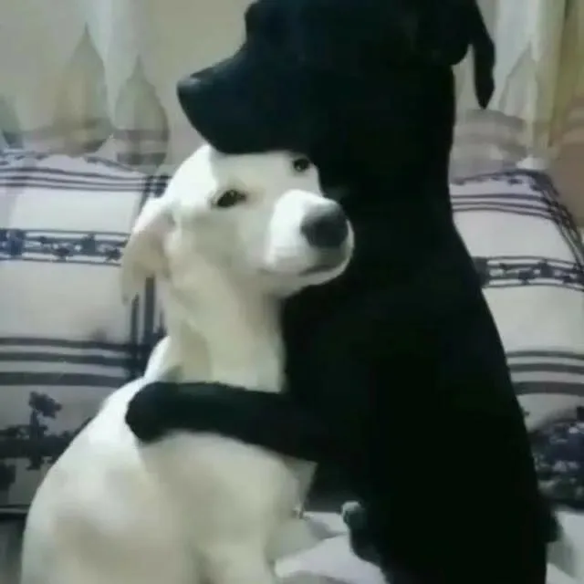 meme ôm nhau cute