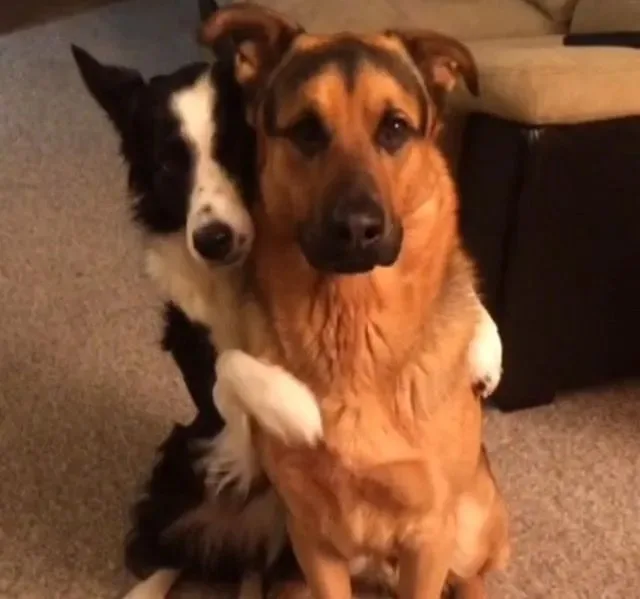 meme ôm nhau cute