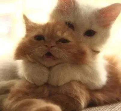 meme ôm nhau cute