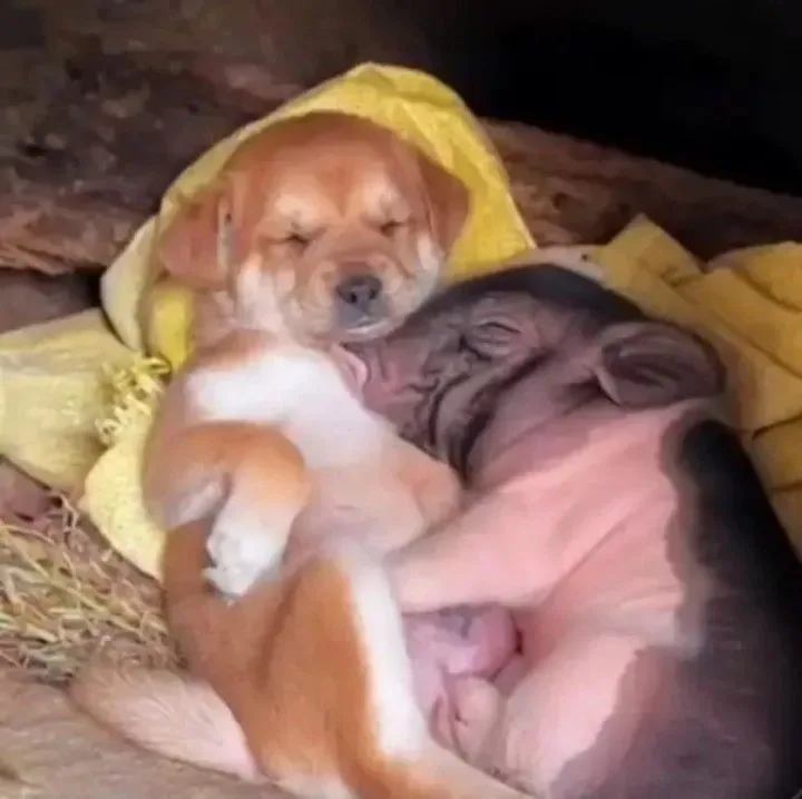 meme ôm nhau cute