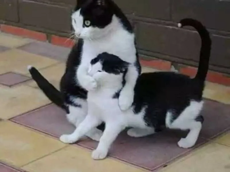 meme suỵt
