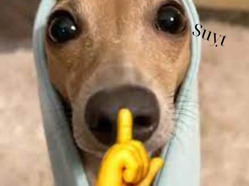 meme suỵt