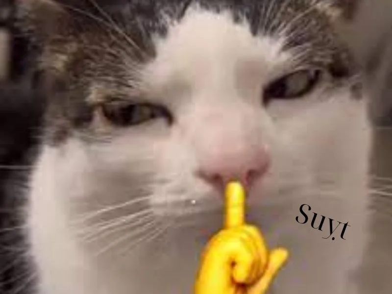 meme suỵt