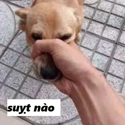 meme suỵt