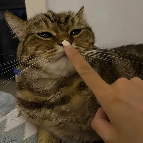 meme suỵt