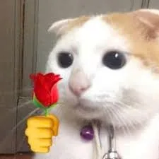 meme mèo tặng hoa