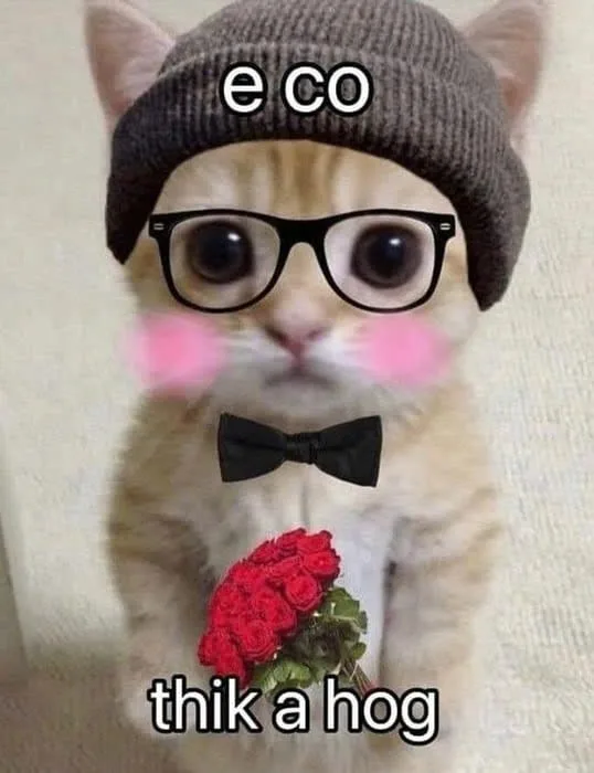 meme mèo tặng hoa