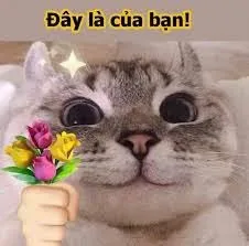 meme mèo tặng hoa