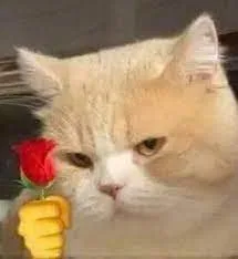 meme mèo tặng hoa