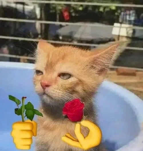 meme mèo tặng hoa
