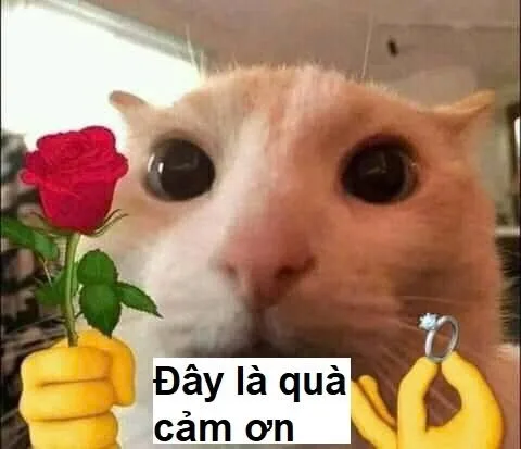 meme mèo tặng hoa