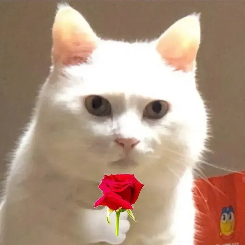 meme mèo tặng hoa