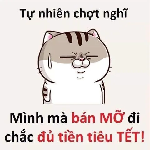 meme mèo tết