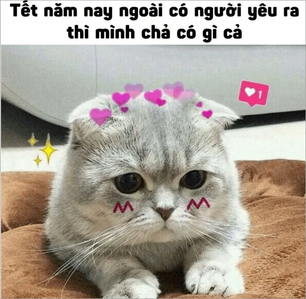 meme mèo tết