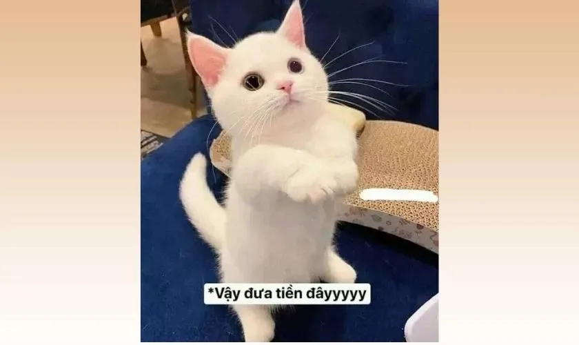 meme mèo tết