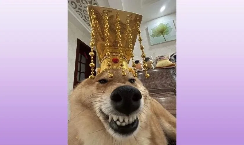 avatar tết meme