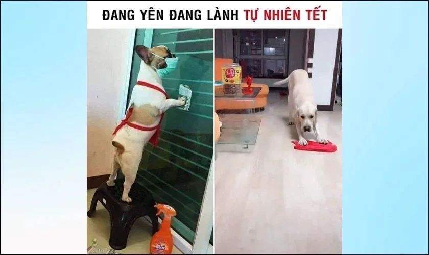 meme ngày tết