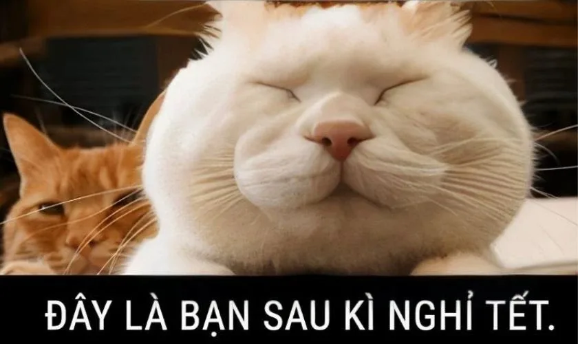 meme mèo tết