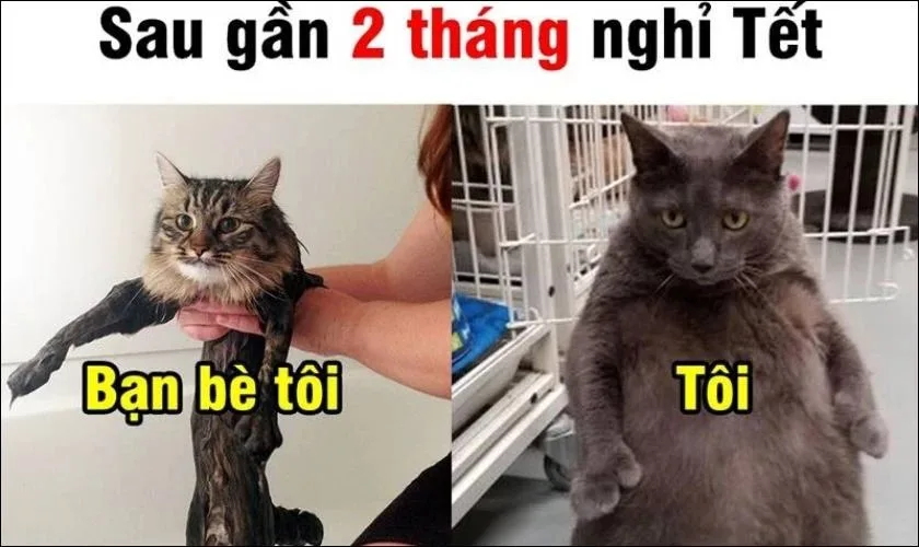 meme mèo tết