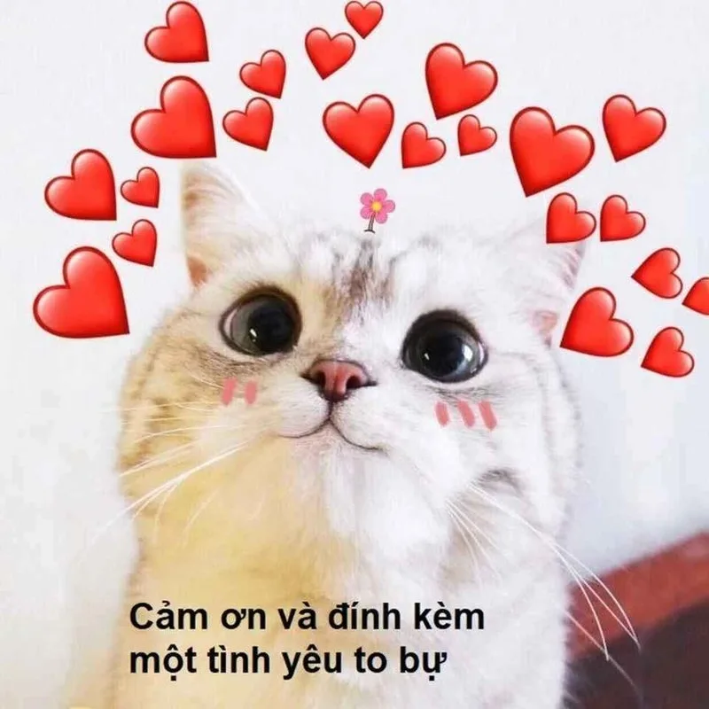 meme thả tim