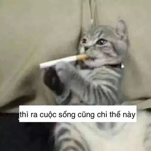 meme tuyệt vọng