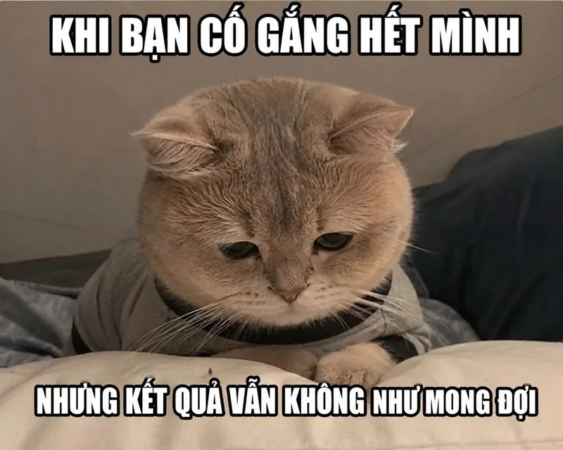 meme tuyệt vọng