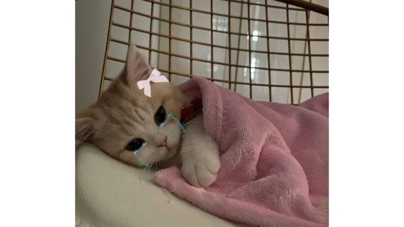 meme tuyệt vọng
