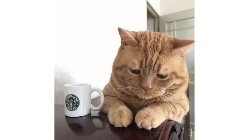 meme tuyệt vọng