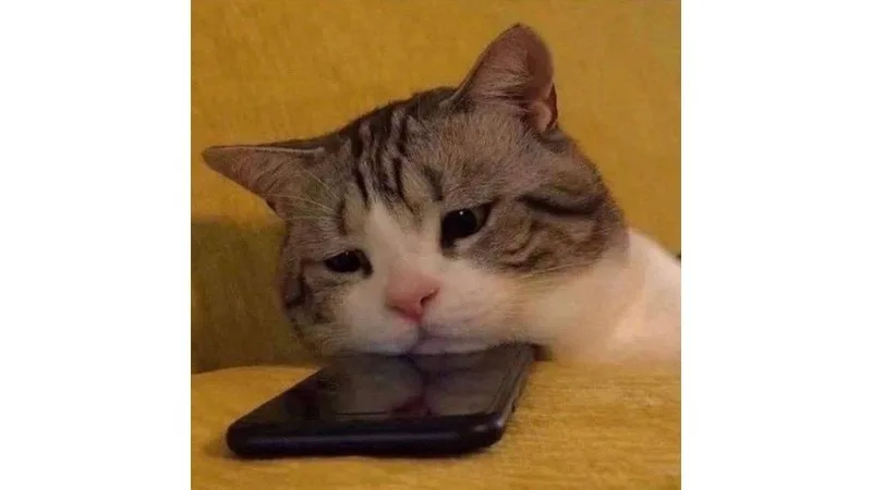 meme tuyệt vọng