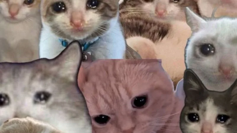 meme tuyệt vọng