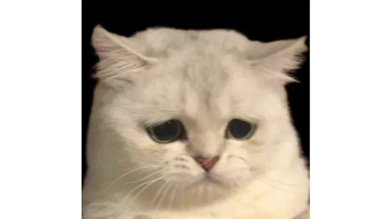 meme tuyệt vọng