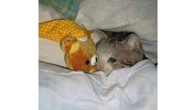meme tuyệt vọng