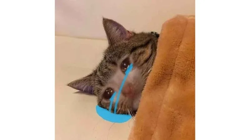 meme tuyệt vọng