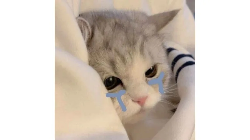 meme tuyệt vọng