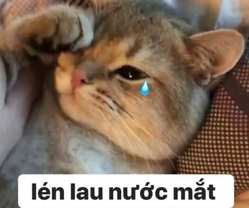 meme tuyệt vọng