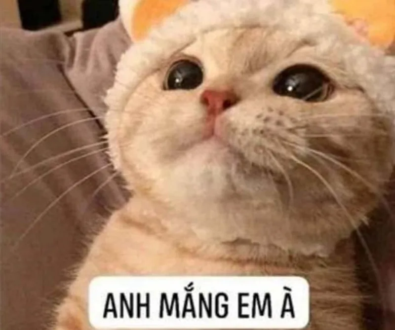meme tuyệt vọng