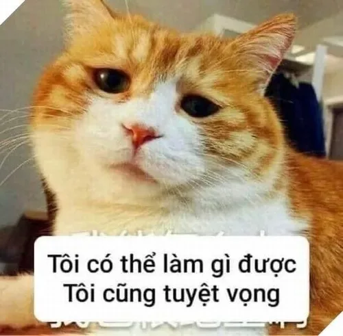 meme tuyệt vọng
