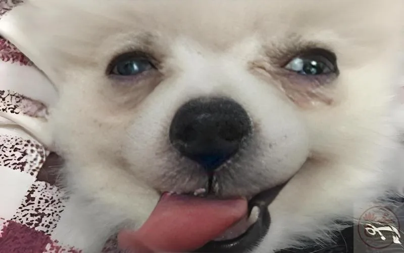 meme thèm thuồng