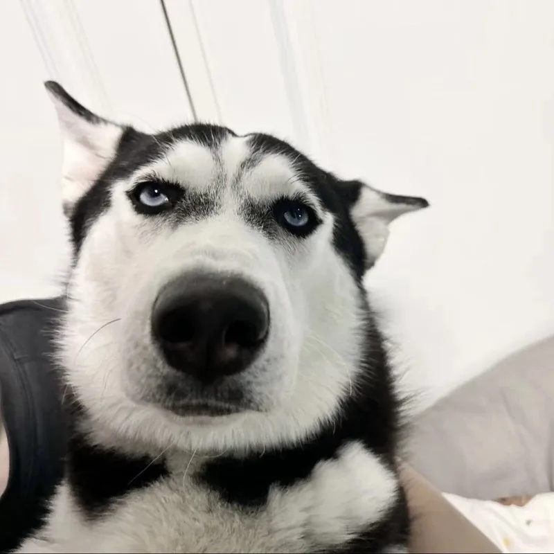 ảnh meme thiểu năng