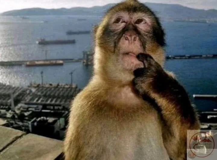meme con khỉ tối cổ